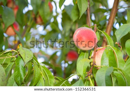 Ripe juicy fruit on the tree of peach