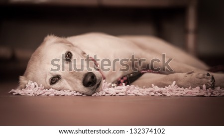 Resting Dog