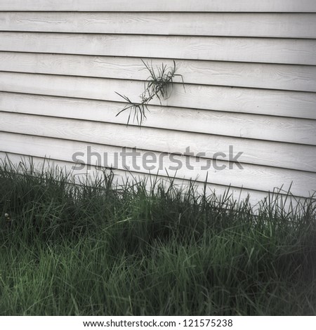 Single weed growing from white weatherboard house with lush, overgrown lawn in foreground.