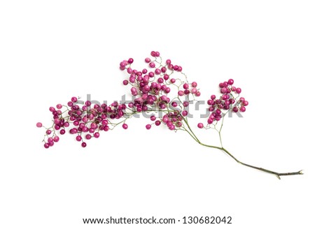 The pink fruit of the Peruvian Pepper tree isolated on a white background.