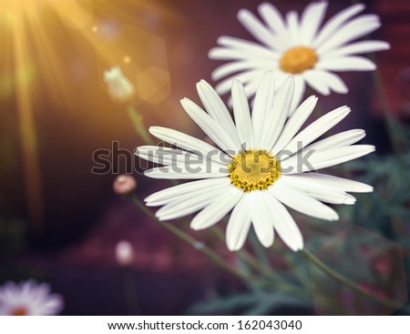 Daisies in a garden, closeup with golden sunlight and lens flare.