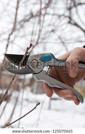 pruning shears and shrubs