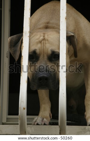 Behind bars. \
\
a dog behind bars with a sad look on it\'s face.