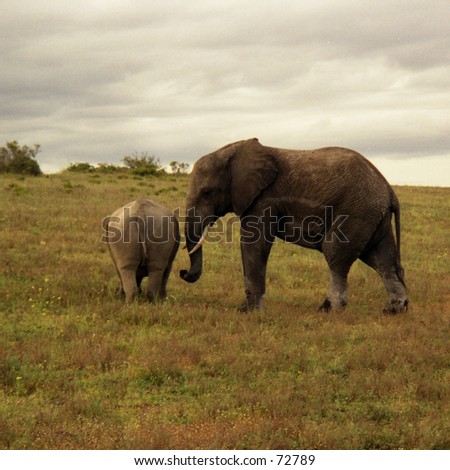 A rhino and an elephant walking side by side in African bush
