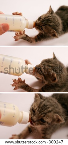 Feeding, three in one.  Feeding a two weeks old kitten, using a special bottle. Macro, shallow DOF