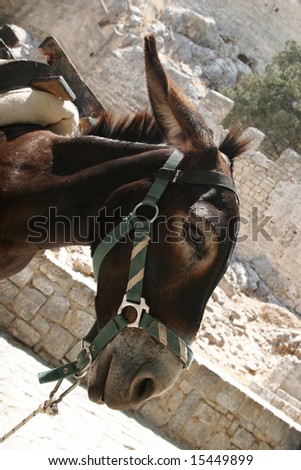 Mediterranean vacation - riding a donkey