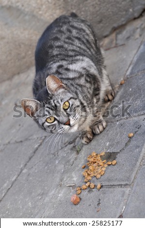 Feeding Stray Cats - A spayed gray cat eating. Taking responsibility for cats' welfare including responsibility for their neutering or spaying  as well as for their health.
