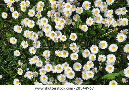 Field+of+daisies+background