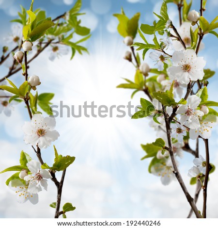 flowery branch of the Apple tree against the sky