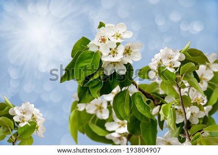 flowery branch of the Apple tree against the sky