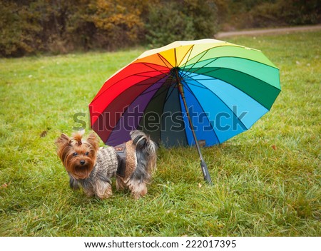Yorkshire Terrier fall on the grass under the umbrella