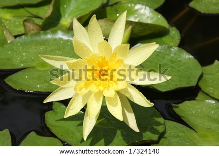 yellow flower of lotus in a pond after rain