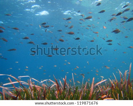 Sea background wit flocks of fish swimming and sea weed