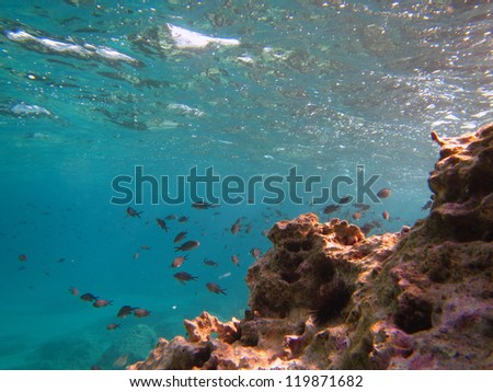 flock of fish in tirquice waters