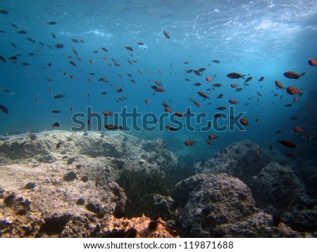 Sea background wit flocks of fish swimming
