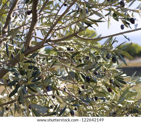a greek olive tree full of olives ready to be harvested