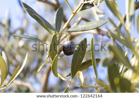 a single olive on a greek olive tree