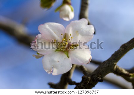 an almond tree flower