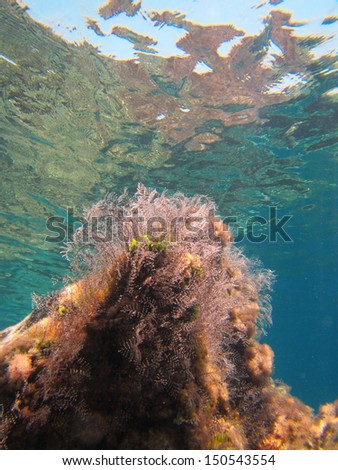 an underwater scene with marine plants still in calm waters