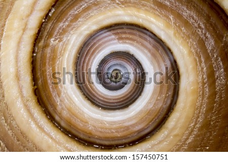 Sea shell detail spiral
