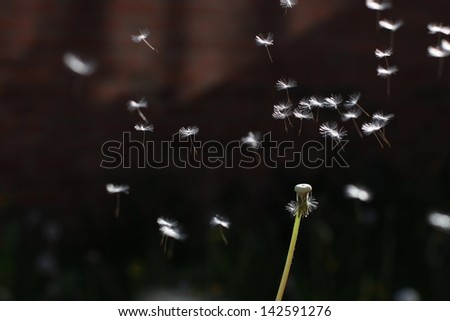 Dandelion blow ball with flying seeds