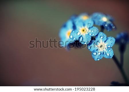 Forget me not flowers made with color filters. Soft spring summer retro flower background