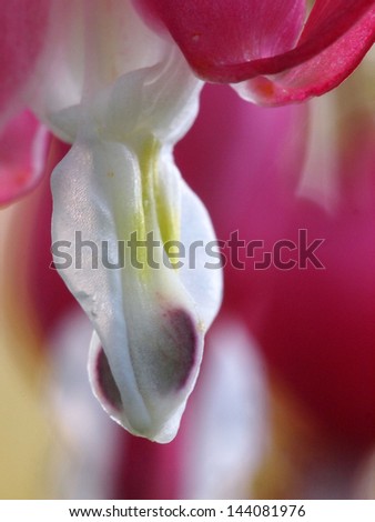 close up of broken heart flower