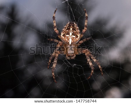 cross back spider in web