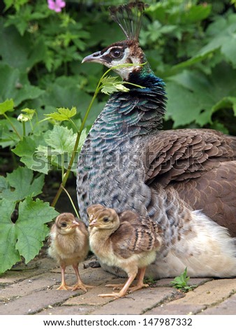 Female peacock with young