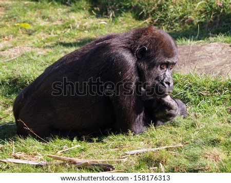 gorilla youngster