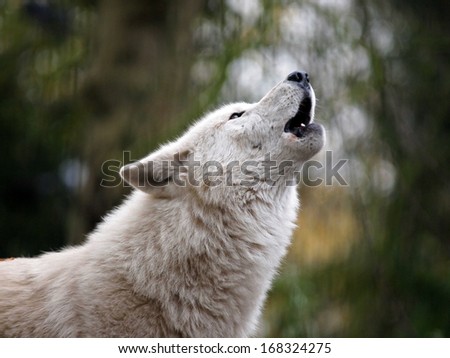 howling white wolf
