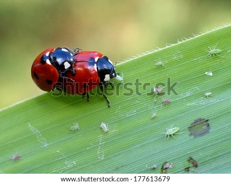 Mating lady bugs