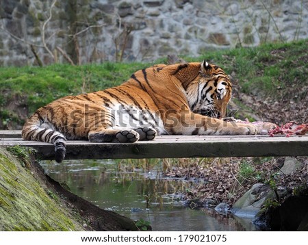 Tiger is eating meat