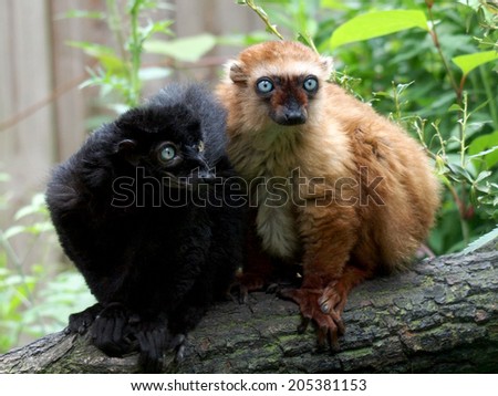 Blue Eyed Lemur male and female
