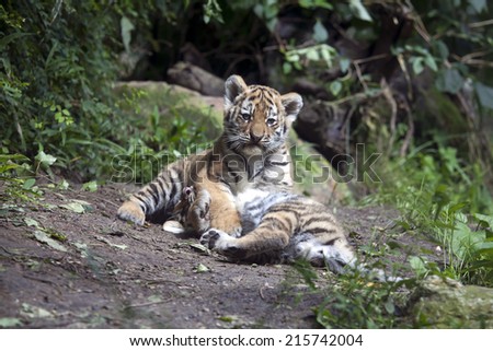 Playing tiger cubs