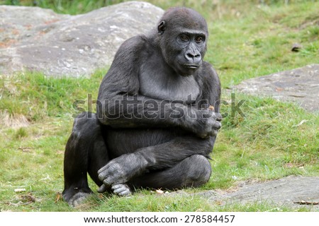 Portrait of a young gorilla