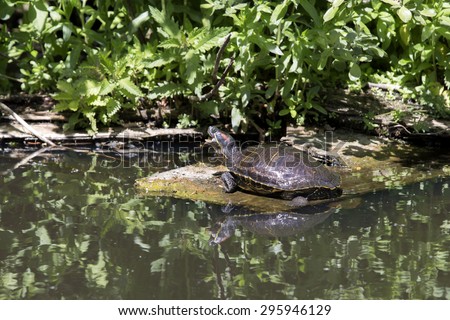 Exotic water turtle in Dutch ditch