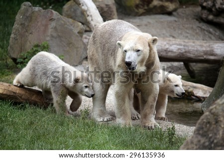 Polar bear mother with her twin cubs