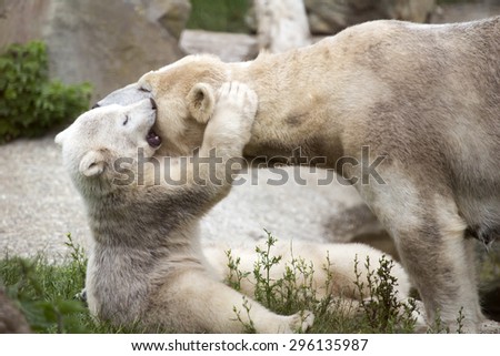 Polar bear cub is hugging his mother