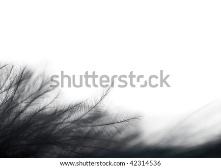Close-up photo of elegance softness black feather