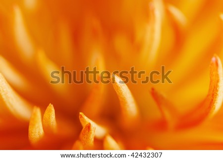 Abstract close-up photo of orange flower. Shallow DOF.
