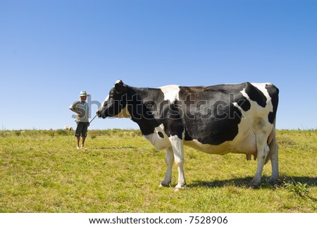 Pregnant cow with dairy farmer in the background. Blue sky and green grass.
