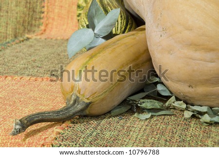 Artistic-like photo of a butternut squash (pumpkin), with matching coloured background.