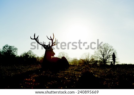 Silhouette of red deer lying in autumnal park in late afternoon light, with two people walking past the background.