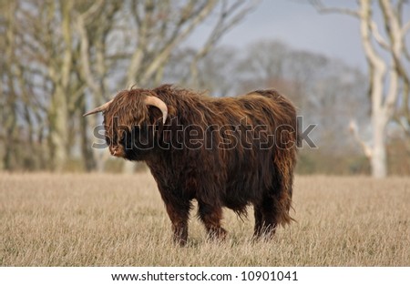 Cow Bull