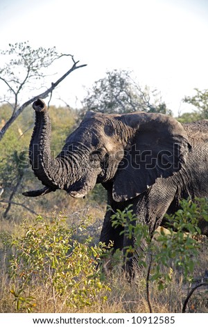 Elephant in the Sabi Sands Private Game Reserve National Park, South Africa