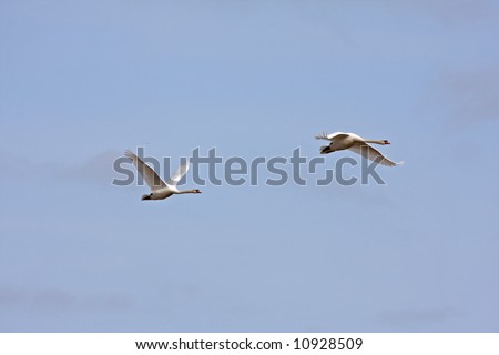 Flying Swans on the Ythan, North of Aberdeen, Scotland