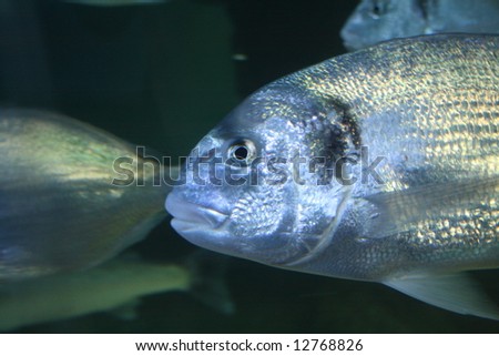 Underwater photo of a silver fish