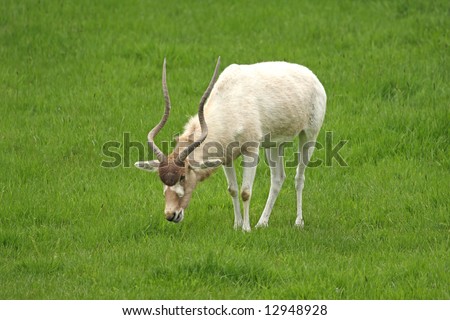 White Antelope