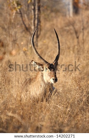 Photo of Male Waterbuck taken in Sabi Sands Reserve in South Africa